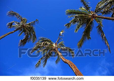 United States, Hawaii, island of Maui, palm trees View Large Photo Image Stock Photo - United States, Hawaii, island of Maui, palm trees. Fotosearch