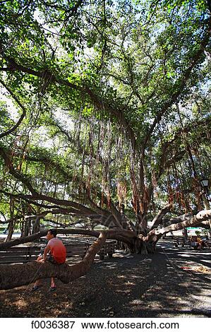 United States, Hawaii, island of Maui, Lahaina, banyan tree View Large Photo Image Stock Photo - United States, Hawaii, island of Maui, Lahaina, banyan tree. Fotosearch