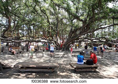 United States, Hawaii, island of Maui, Lahaina, banyan tree View Large Photo Image Stock Photo - United States, Hawaii, island of Maui, Lahaina, banyan tree. Fotosearch