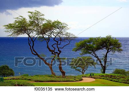 United States, Hawaii, island of Maui, seaside View Large Photo Image Stock Photography - United States, Hawaii, island of Maui, seaside. Fotosearch
