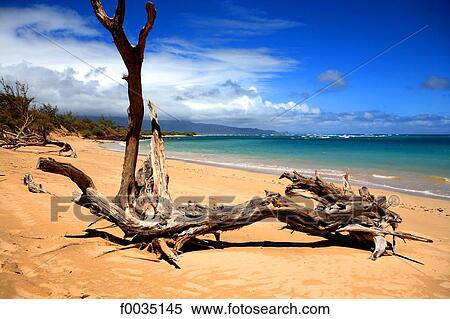 United States, Hawaii, island of Maui, beach View Large Photo Image Stock Photography - United States, Hawaii, island of Maui, beach. Fotosearch