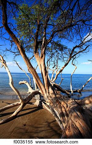 United States, Hawaii, island of Maui, near Lahaina View Large Photo Image Stock Photography - United States, Hawaii, island of Maui, near Lahaina. Fotosearch