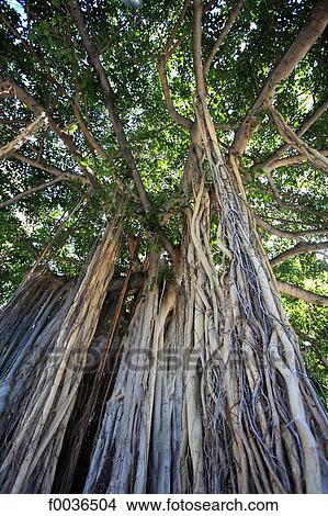 United States, Hawaii, Oahu island, banyan tree View Large Photo Image Picture - United States, Hawaii, Oahu island, banyan tree. Fotosearch