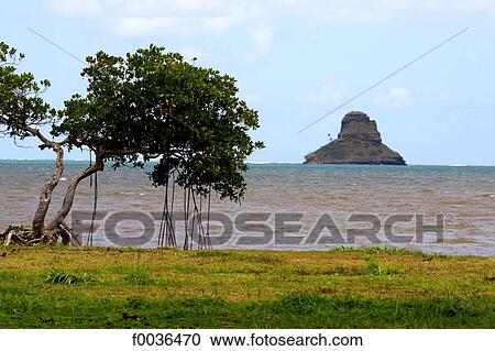 United States, Hawaii, Oahu island, Mokolii View Large Photo Image Stock Image - United States, Hawaii, Oahu island, Mokolii. Fotosearch