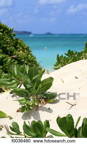 United States, Hawaii, Oahu island, Kailua beach View Large Photo Image Stock Image - United States, Hawaii, Oahu island, Kailua beach. Fotosearch