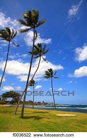 Stock Image - United States, Hawaii, Oahu island, east coast, coconut palms. Fotosearch