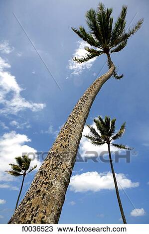 United States, Hawaii, Oahu island, east coast, coconut palms View Large Photo Image Stock Image - United States, Hawaii, Oahu island, east coast, coconut palms. Fotosearch