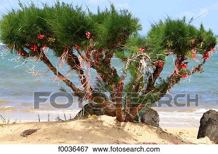 Stock Photo - United States, Hawaii, Oahu island, east coast. Fotosearch
