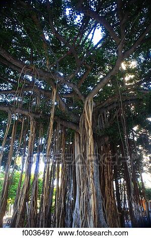 United States, Hawaii, Oahu island, banyan tree View Large Photo Image Stock Photo - United States, Hawaii, Oahu island, banyan tree. Fotosearch