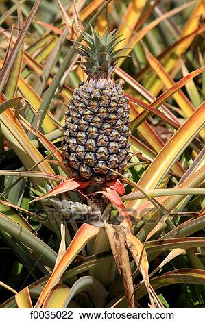 United States, Hawaii, pineapples View Large Photo Image Stock Image - United States, Hawaii, pineapples. Fotosearch
