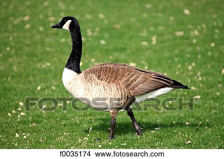 Picture - United States, Wisconsin, Milwaukee, barnacle. Fotosearch