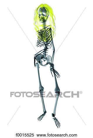 Skeleton: blonde View Large Photo Image Stock Photography - Skeleton: blonde. Fotosearch