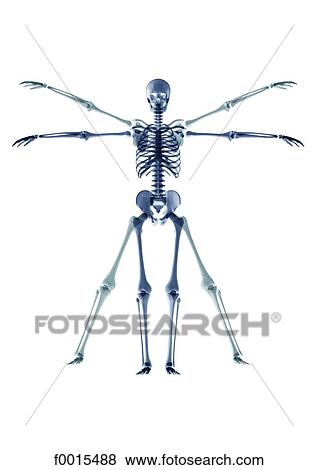 Skeleton: Da Vinci's Vitruvian man View Large Photo Image Stock Photo - Skeleton: Da Vinci's Vitruvian man. Fotosearch