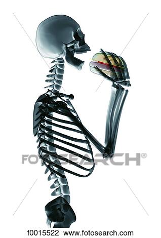 Skeleton: hamburger View Large Photo Image Stock Image - Skeleton: hamburger. Fotosearch