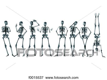 Skeleton: sports (body building) View Large Photo Image Stock Photo - Skeleton: sports (body building). Fotosearch