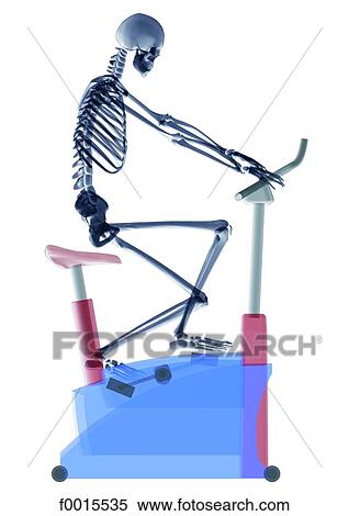 Skeleton: sports (body building) View Large Photo Image Stock Photography - Skeleton: sports (body building). Fotosearch