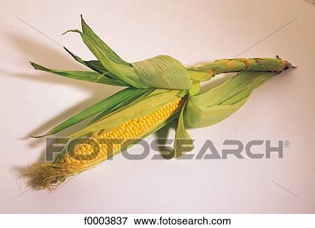 Fruits and vegetables, food, corn, ear, grain, leaf View Large Photo Image Stock Photo - Fruits and vegetables, food, corn, ear, grain, leaf. Fotosearch