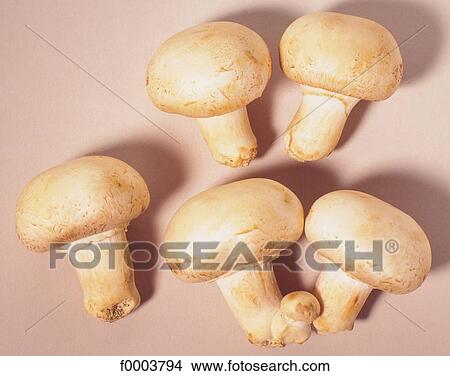 Fruits and vegetables, vegetable, food, mushroom, button mushroom, white View Large Photo Image Picture - Fruits and vegetables, vegetable, food, mushroom, button mushroom, white. Fotosearch