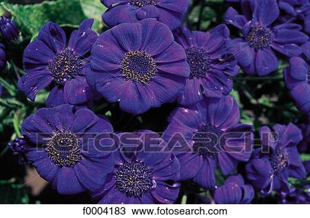 Flowers, cineraria, flower, flora, purple, nature View Large Photo Image Stock Image - Flowers, cineraria, flower, flora, purple, nature. Fotosearch