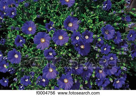 Flowers, flora, flower, blue, aster, nature View Large Photo Image Stock Photograph - Flowers, flora, flower, blue, aster, nature. Fotosearch