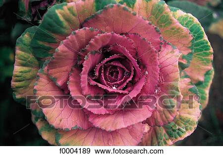 Flowers, flora, flower, cabbage, ornemental cabbage, pink View Large Photo Image Stock Photo - Flowers, flora, flower, cabbage, ornemental cabbage, pink. Fotosearch