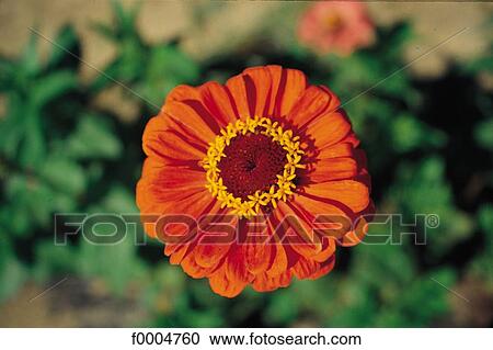 Flowers, flora, flower, petal, orange, Zinnia View Large Photo Image Stock Image - Flowers, flora, flower, petal, orange, Zinnia. Fotosearch
