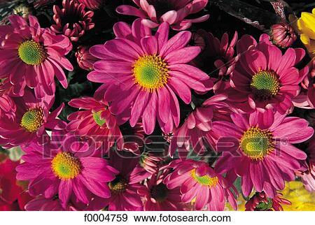 Stock Photo - Flowers, flora, flower, petal, chrysanthemum, pink. Fotosearch