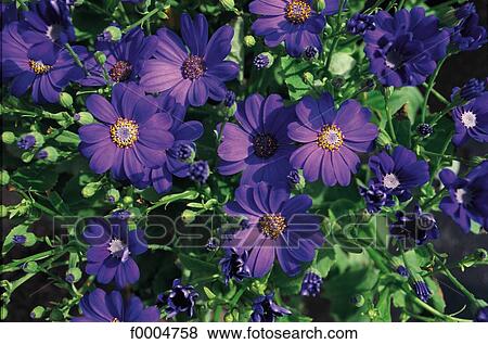 Flowers, flora, flower, purple, cineraria, nature View Large Photo Image Stock Photo - Flowers, flora, flower, purple, cineraria, nature. Fotosearch