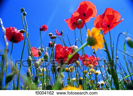Flowers, flora, flower, red poppy, red, field View Large Photo Image Stock Image - Flowers, flora, flower, red poppy, red, field. Fotosearch