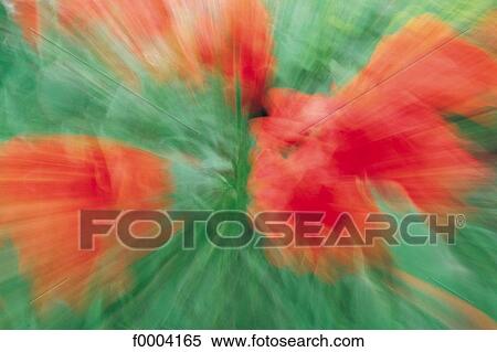 Stock Photography - Flowers, flora, flower, red poppy, red, movement. Fotosearch