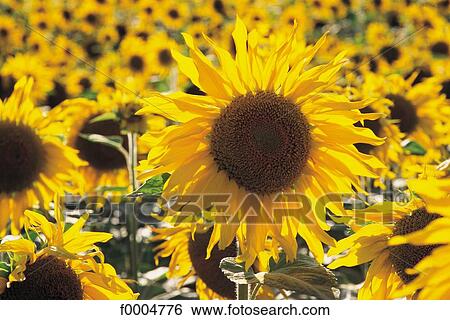 Flowers, flora, flower, sunflower, yellow, field View Large Photo Image Stock Photograph - Flowers, flora, flower, sunflower, yellow, field. Fotosearch