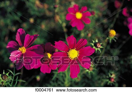 Flowers, flora, pink, flower, cosmos, nature View Large Photo Image Stock Image - Flowers, flora, pink, flower, cosmos, nature. Fotosearch