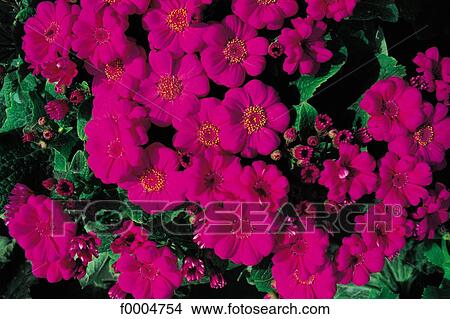 Picture - Flowers, flora, pink, flower, cineraria, nature. Fotosearch