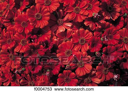 Stock Image - Flowers, flora, red, flower, cineraria, nature. Fotosearch