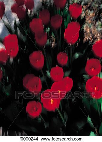 Flowers, flower, bouquet, flora, tulip, red View Large Photo Image Picture - Flowers, flower, bouquet, flora, tulip, red. Fotosearch