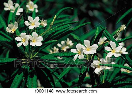 Flowers, flower, exotism, exotic, Guadeloupe, America View Large Photo Image Stock Photo - Flowers, flower, exotism, exotic, Guadeloupe, America. Fotosearch