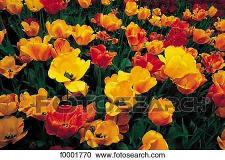 Flowers, flower, field, tulip, flora, Stockholm View Large Photo Image Stock Image - Flowers, flower, field, tulip, flora, Stockholm. Fotosearch