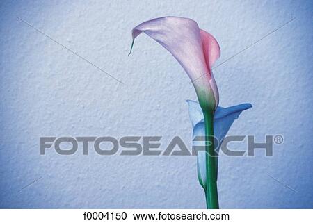 Flowers, flower, flora, arum, pink, nature View Large Photo Image Stock Image - Flowers, flower, flora, arum, pink, nature. Fotosearch