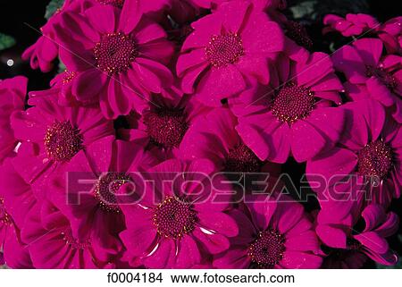 Picture - Flowers, flower, flora, cineraria, pink, nature. Fotosearch