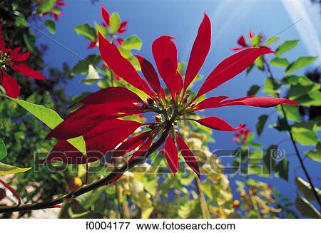 Stock Photo - Flowers, flower, flora, euphorbia, red, nature. Fotosearch