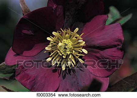 Flowers, flower, flora, hellebore, nature View Large Photo Image Picture - Flowers, flower, flora, hellebore, nature. Fotosearch