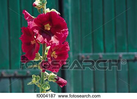 Flowers, flower, flora, holly hock, pink, nature View Large Photo Image Stock Photo - Flowers, flower, flora, holly hock, pink, nature. Fotosearch