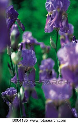 Flowers, flower, flora, iris, purple, nature View Large Photo Image Stock Photography - Flowers, flower, flora, iris, purple, nature. Fotosearch