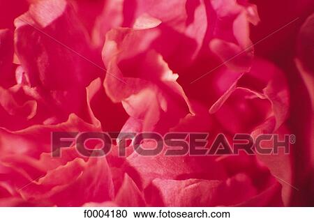 Flowers, flower, flora, petal, peony, pink View Large Photo Image Stock Image - Flowers, flower, flora, petal, peony, pink. Fotosearch