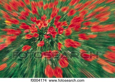 Picture - Flowers, flower, flora, red, field, field of flowers. Fotosearch