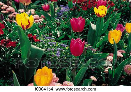 Picture - Flowers, flower, flora, tulip, multicoloured, multicolored. Fotosearch
