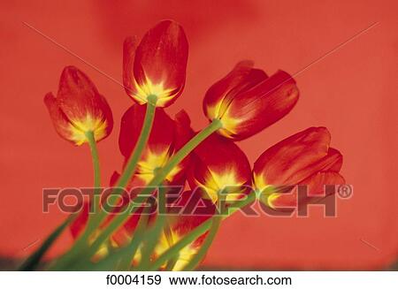 Flowers, flower, flora, tulip, red, nature View Large Photo Image Stock Photo - Flowers, flower, flora, tulip, red, nature. Fotosearch