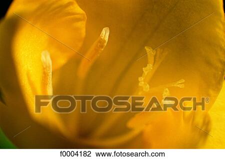 Stock Image - Flowers, flower, flora, yellow, petal, tulip. Fotosearch