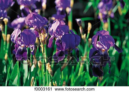 Stock Image - Flowers, flower, lily, flora, Aveyron, Southern Europe. Fotosearch
