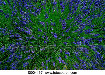 Stock Photo - Flowers, flower, purple, flora, lavender, aromatic plant. Fotosearch